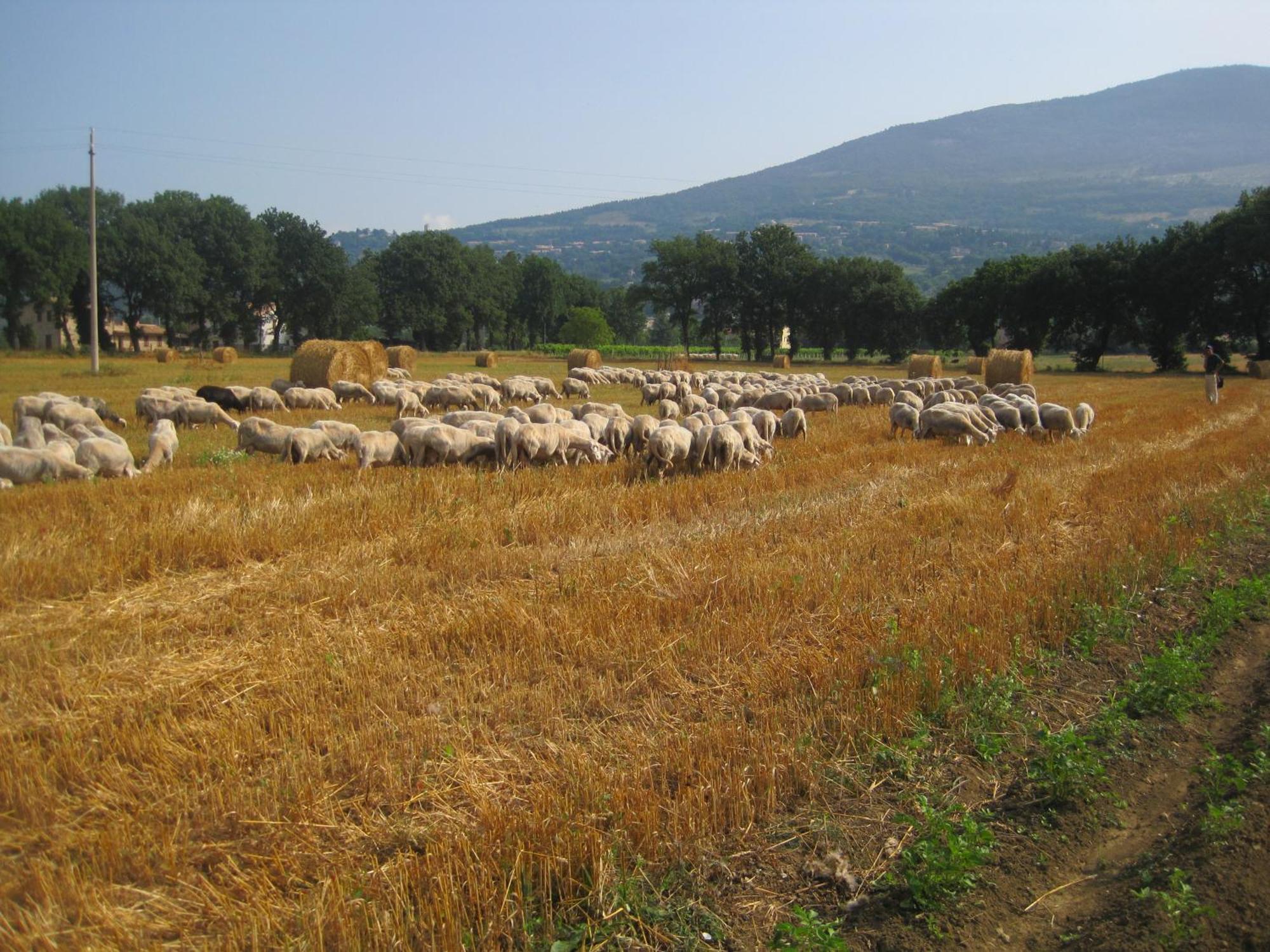Il Tugurio Agriturismo B&B Rivotorto Exteriör bild